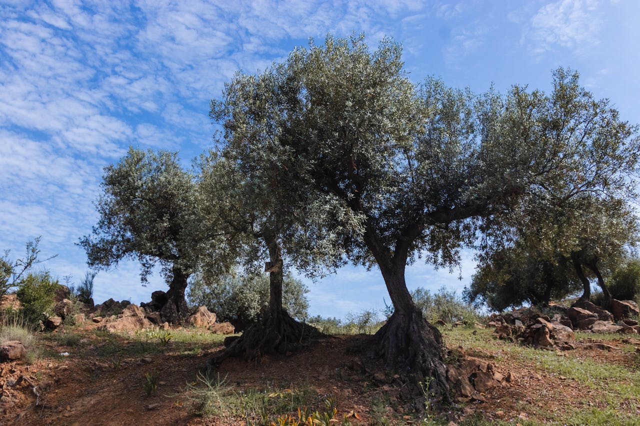 Picturesque landscape of olive trees under a clear blue sky in rural Spain.